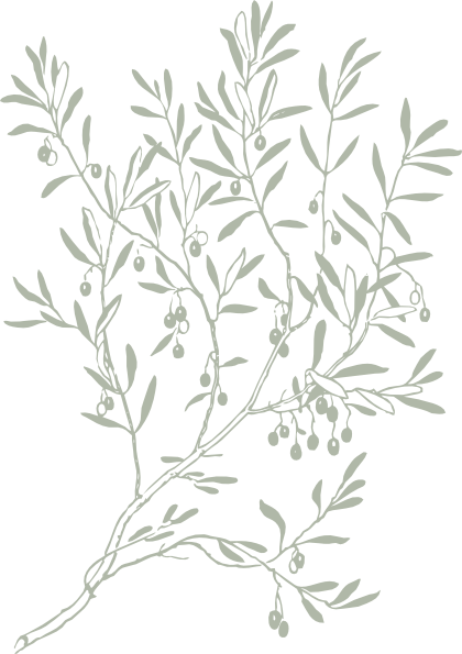 How To Set Use Olive Branch Shaded Clipart (420x595), Png Download
