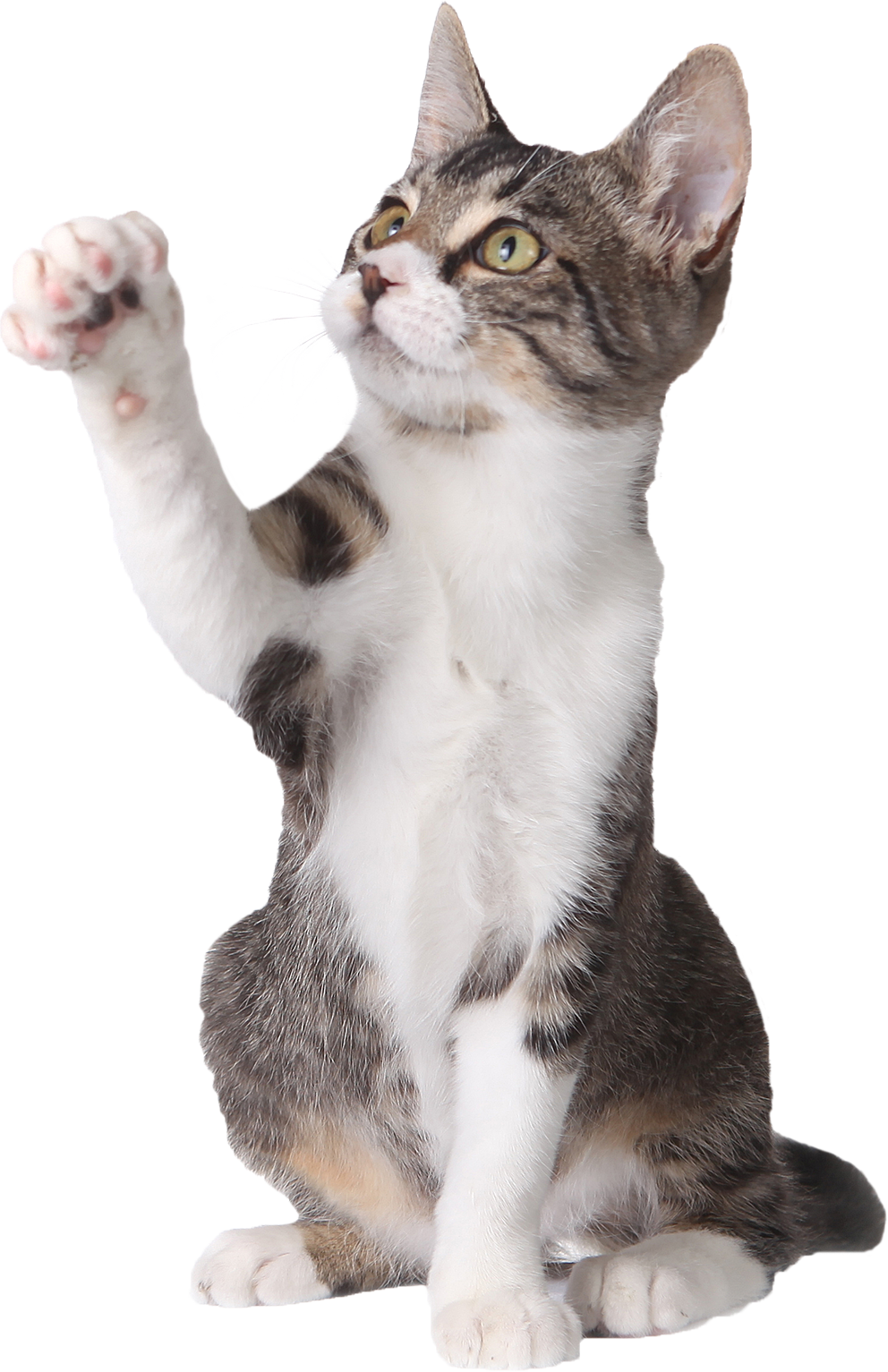 Cat Pointing Up - Cat Pointing At Something (992x1533), Png Download