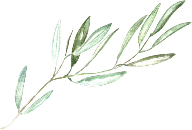 Olive Branch Wedding Invitations (800x544), Png Download