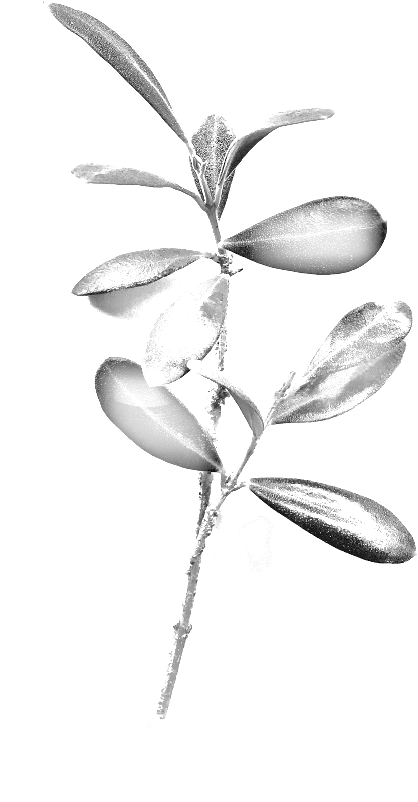 Olive Branch - Portable Network Graphics (1000x1757), Png Download