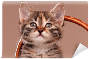 Tabby Cat (400x400), Png Download