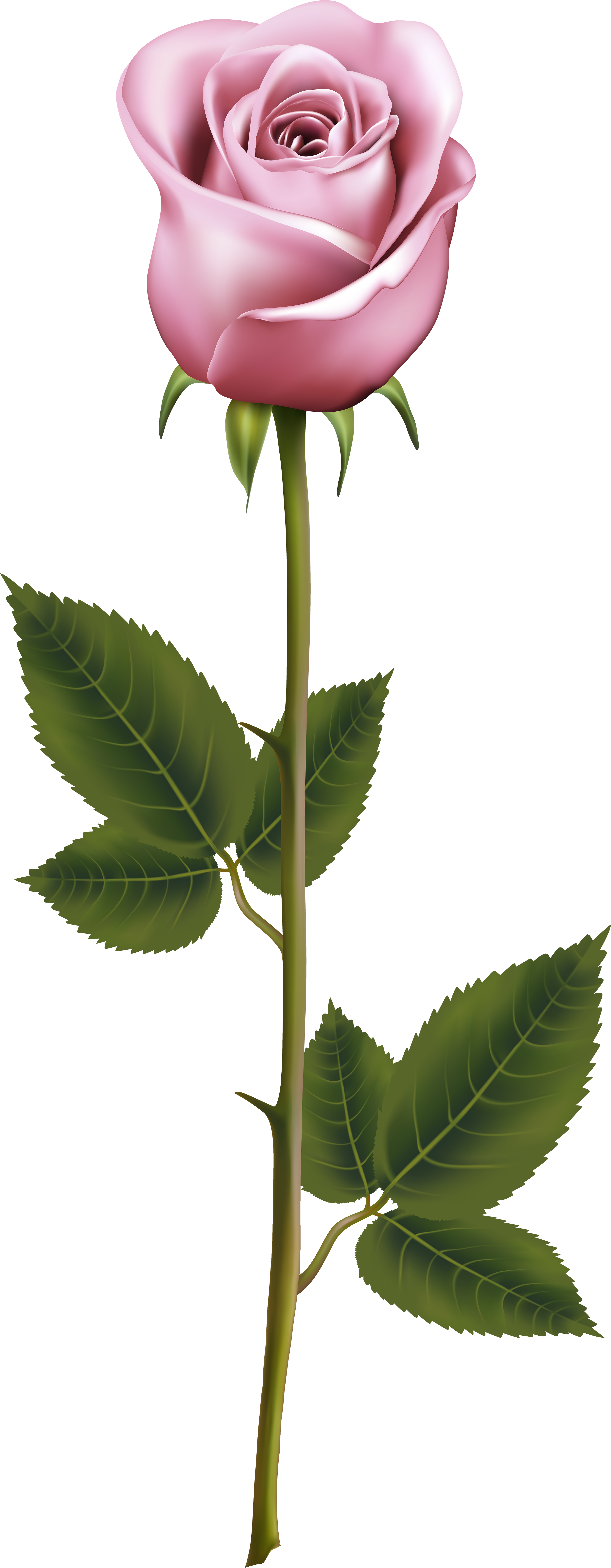 Watercolor Winter Flowers, Flowers Clipart, Winter - Rose With Stem Png (247x600), Png Download