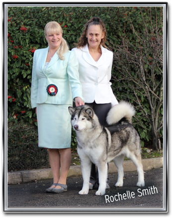 Norwegian Elkhound (450x492), Png Download