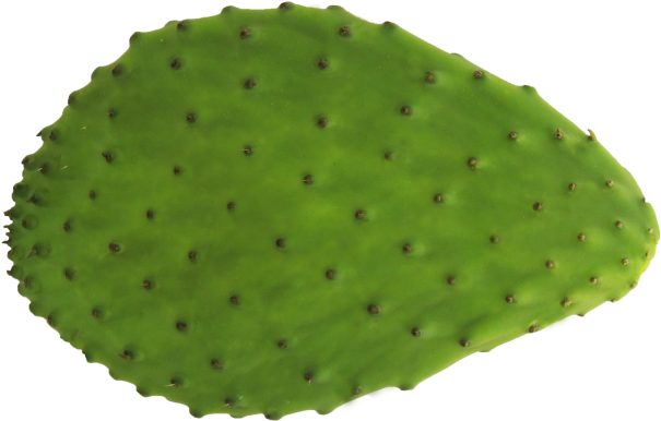 Nopal - Eastern Prickly Pear (700x934), Png Download