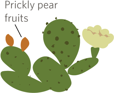 A Familiar Cactus Is The Prickly Pear , Which Has Flat - Eastern Prickly Pear (400x400), Png Download