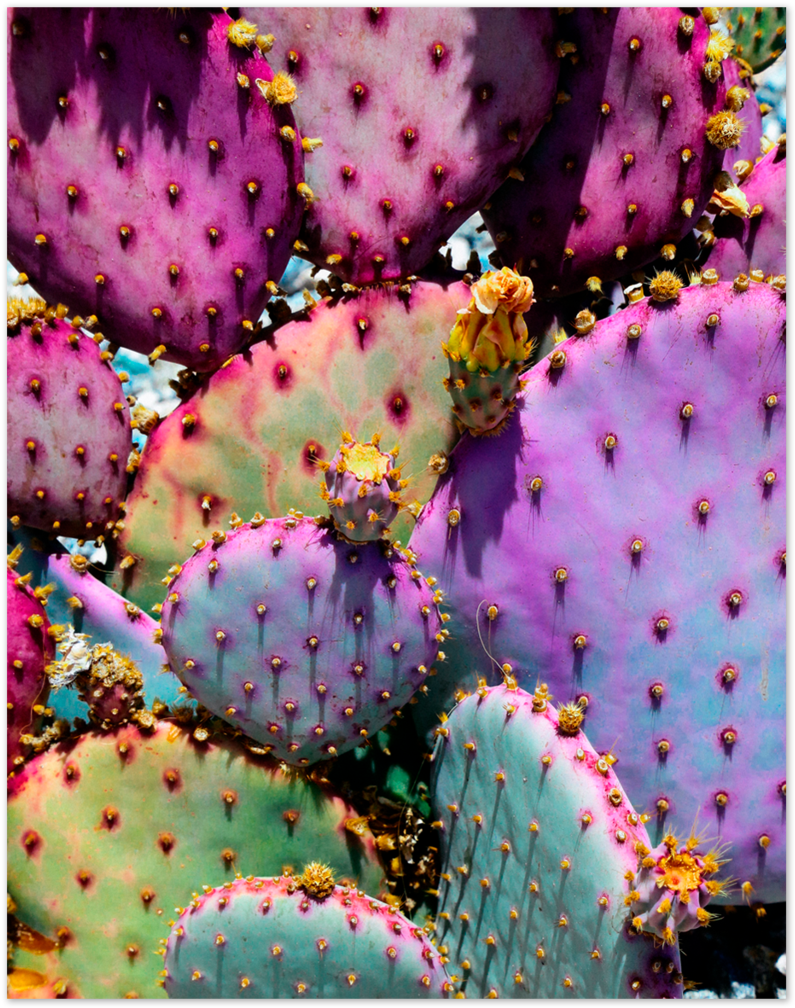 Rainbow Cactus Art Print By Justina Blakeney® - Rainbow Cactus (1024x1024), Png Download