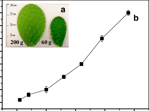 A Nopal Pads Of 200 And 60 G Of Weight, B Changes In - Nopal (633x471), Png Download