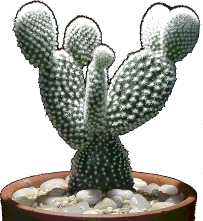 Opuntia 1 - White Angel Wings Cactus (400x437), Png Download