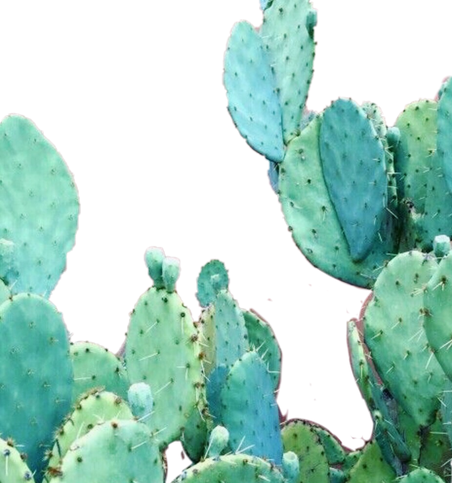 Download Aesthetic Cactus Wallpaper Iphone PNG Image with No Background -  