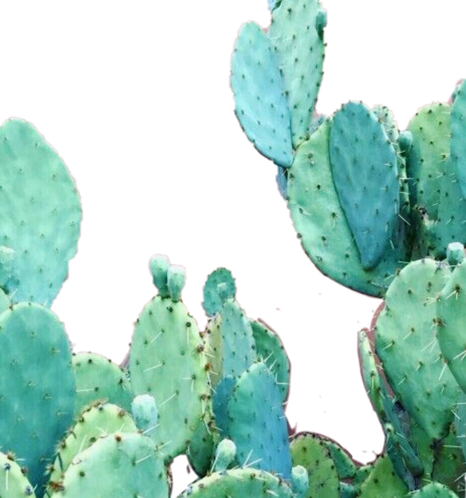 Cool Cactus Wallpapers  Top Free Cool Cactus Backgrounds  WallpaperAccess