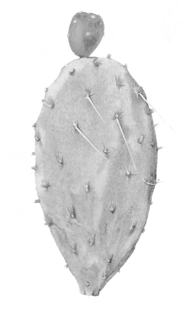 Pricklypear - Cactus (1000x984), Png Download