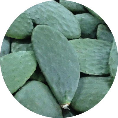 Palmas Home - Prickly Pear (400x400), Png Download