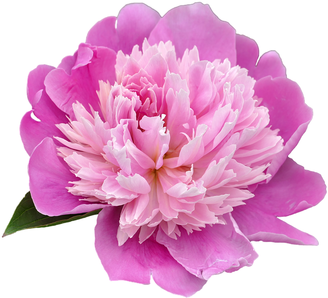 Peony Png Transparent Picture - Peony Png (960x640), Png Download