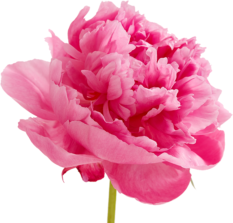 Peonies Png Image - Peonies Png (1400x750), Png Download