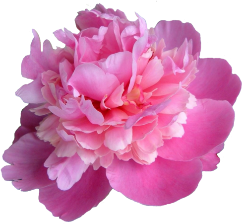 Transparent Banner Black And White - Peony Transparent (500x472), Png Download