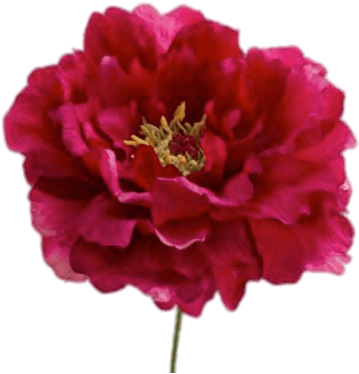Red Peonies Flowers Png (400x400), Png Download