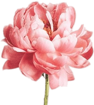 Single Pink Peony - Craftsbyalexseger Nature Plugs (6g-7/8" And Stud Earrings (370x378), Png Download