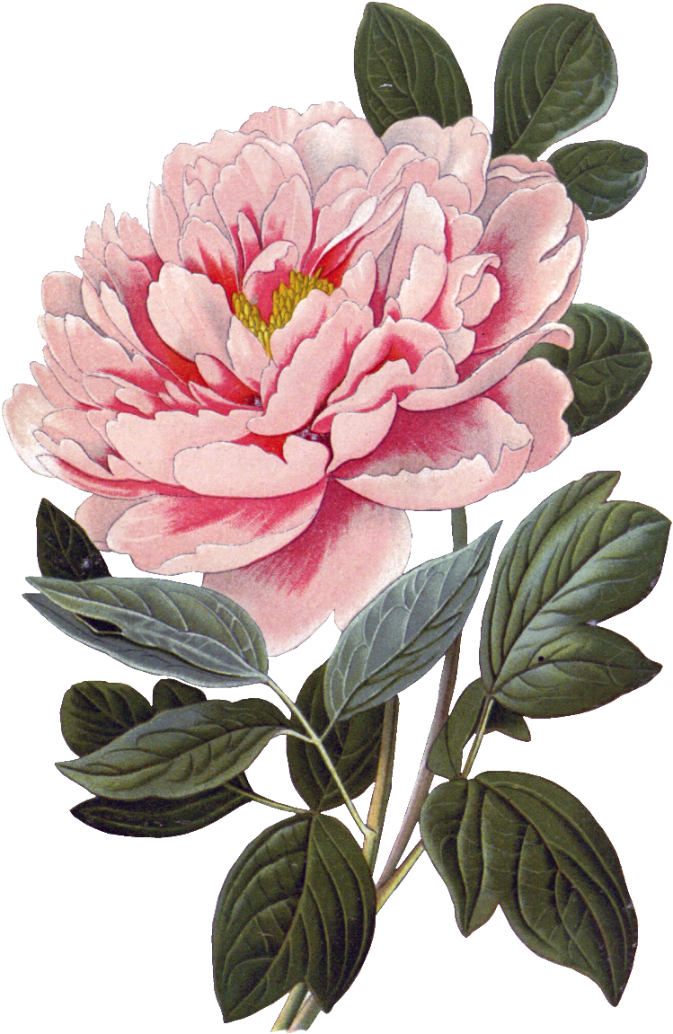 Pink Peony Flower Physical Element Design - Vintage Scientific Flower Poster (1024x1280), Png Download