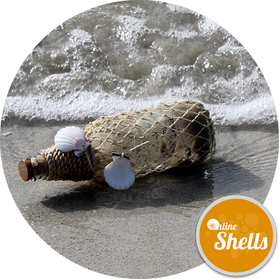 Desert Island Message Bottle - Online Shells (395x395), Png Download