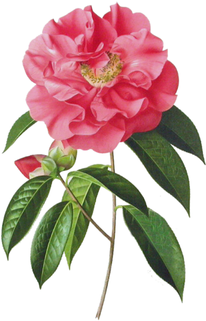 Clip Transparent Camellia Drawing Peony - Botanical Camellia Paintings (345x500), Png Download