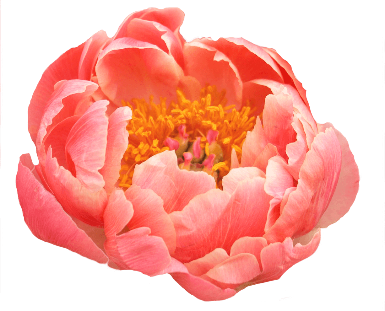 Peony Coral (1500x1000), Png Download