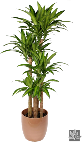 #plantinterscapes #interiorplants #plants #interiordecor - House Plants Uk (336x514), Png Download