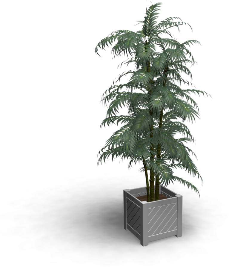 Indoor Plant - Bonsai (1000x1000), Png Download