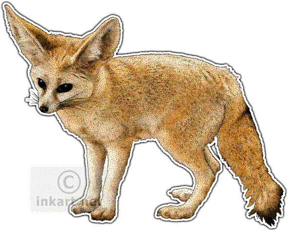Desert Fox Png - Fennec Fox Throw Blanket (590x473), Png Download