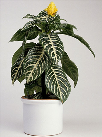 Indoor Plants - Zebra-plant (640x480), Png Download
