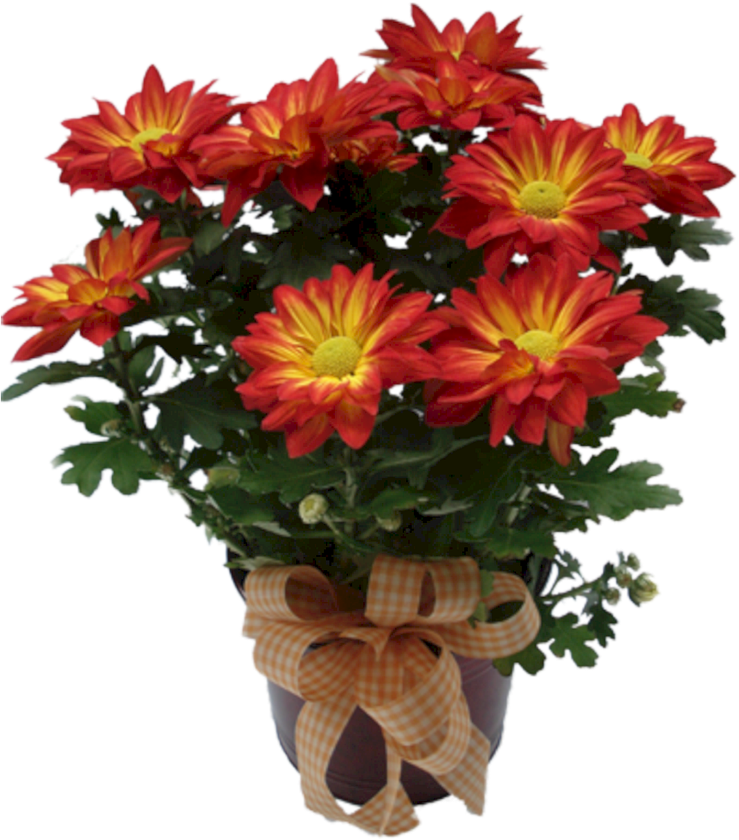 Indoor Plant Garden Mums - Arranjos De Flores Atual Do Dias Das Maes (1080x1252), Png Download