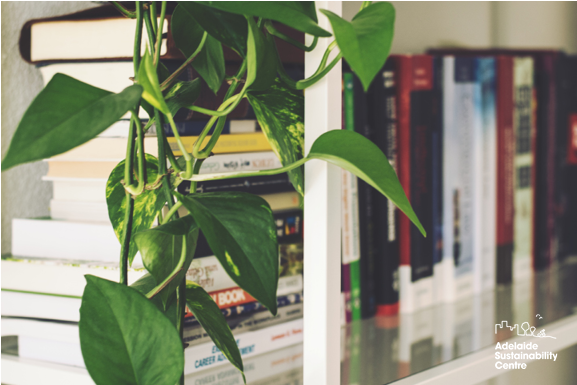 Indoorplants - Ideas Colgante Para Plantas (640x480), Png Download