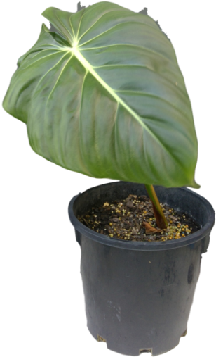 Philodendron Pastazanum Philodendron Pastazanum - Philodendron (338x600), Png Download