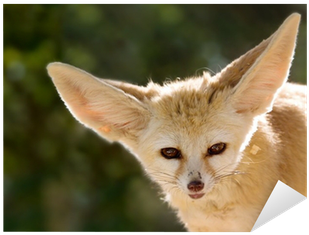 Books On Fennec Fox (400x400), Png Download
