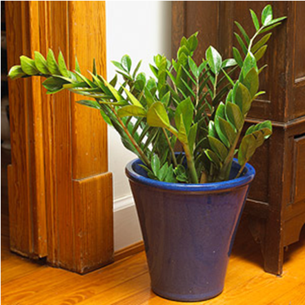 Indoor Plants - Zee Zee Plant (640x480), Png Download