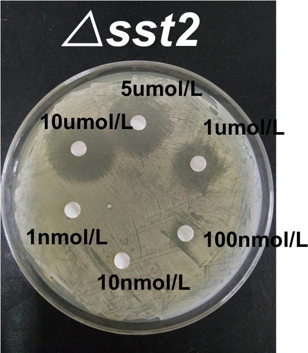 2 Inhibition Zone Of △sst2 Under Different Concentrations - Circle (815x724), Png Download