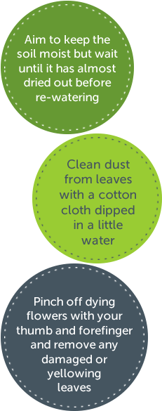 Top Tips For Indoor Plants - Facts About Plants In Office (240x615), Png Download
