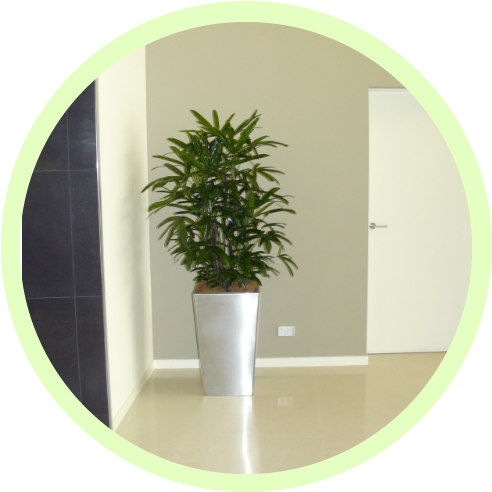 Indoor Plants Reduce All Types Of Urban Air Pollution - Drawing (500x500), Png Download