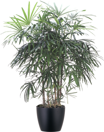 Download Rhapis Palm Interior Plant In Black Container Lady Palm Png Image With No Background Pngkey Com