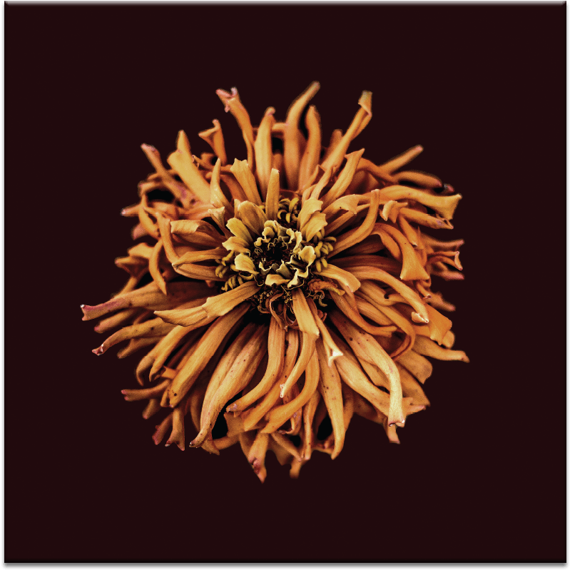 Tangled - Eternal Ep (900x900), Png Download