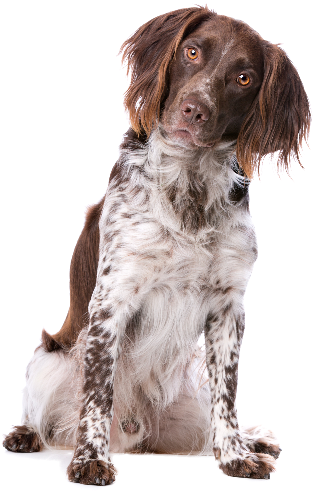 Frequently Asked Questions - Kleine Munsterlander (1160x1696), Png Download