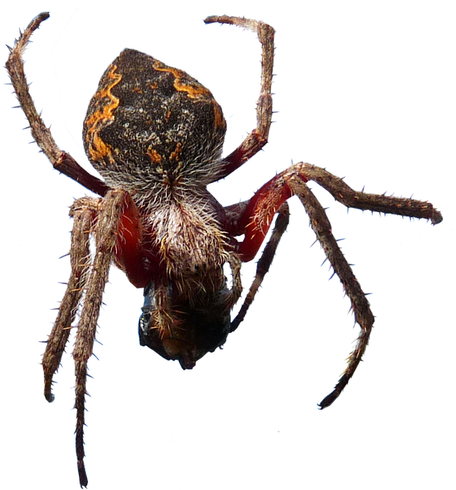 Spider, Insect, Arachnid, Creepy - Spider (720x720), Png Download