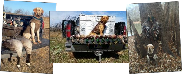 Cbl Oh Duck Dogs - Dog (640x259), Png Download