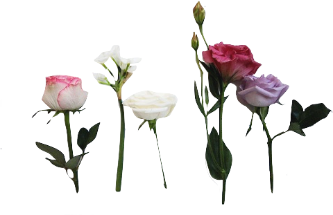 Request Flower Flowers Nature Rose Roses Png Transparent - Twenty One Pilots Pink (500x333), Png Download