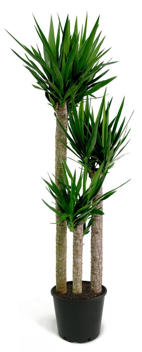 Yucca Cane Png (484x1200), Png Download