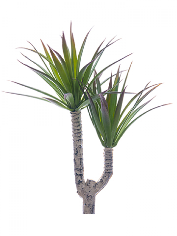 5" Mini Desert Yucca Pick Green Burgundy - Yucca (800x800), Png Download