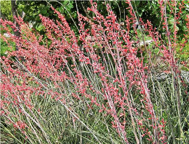 Red Yucca - Hesperaloe Parviflora (640x640), Png Download