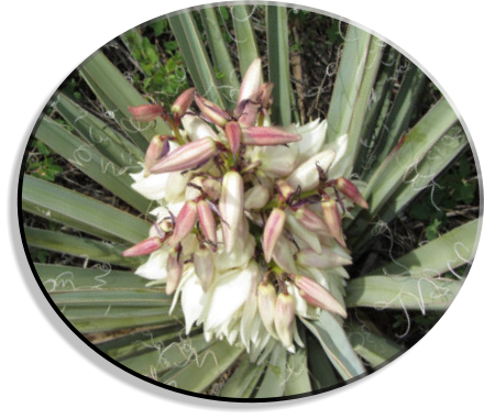 Back To Plant Species - Yucca (440x381), Png Download