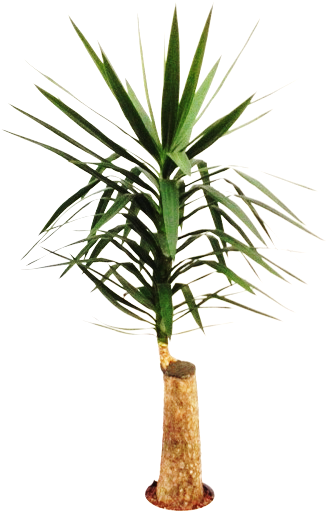 Yucca Stem 22/19 H140 - Yucca Plante D Intérieur (480x640), Png Download