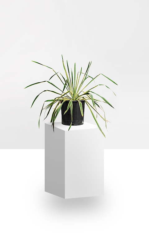 Yucca Filamentosa Bright Edge - Flowerpot (480x750), Png Download