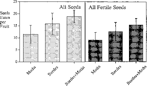 Damage In Fruits Infested By Carpophilus Beetle Larvae - Common Fig (482x284), Png Download